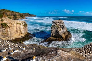 Auckland: Tour zur wilden Westküste und zu den schwarzen Sandstränden, inklusive Mittagessen