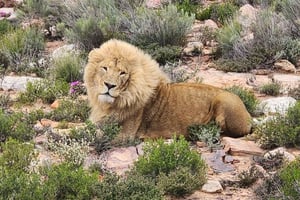 Safari w rezerwacie Big 5 Aquila z lunchem i degustacją