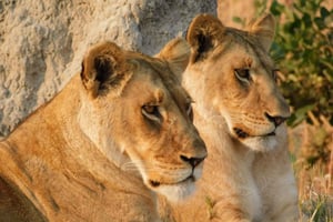 Botswana: 9-dagers safari i Chobe, Delta og Victoriafallene