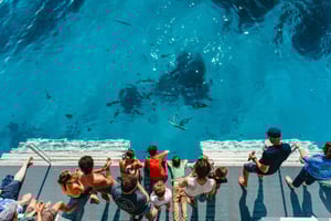 バンダバーグ：レディ・ムスグレイブ島とグレートバリアリーフツアー