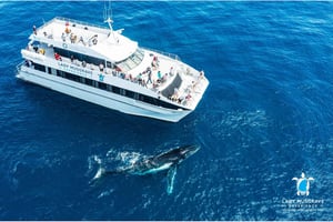 Bundaberg: cruzeiro turístico de observação de baleias com almoço