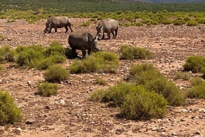 Kapkaupunki: Aquila Game Reserve & V&A Waterfront Tour w/Lounas