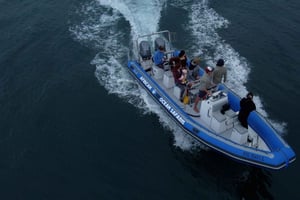 Cape Town: Marine Biologist Led Safari Tour - V&A Waterfront