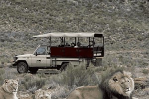 Cape Town: One-Day Safari with Game Drive & Lunch