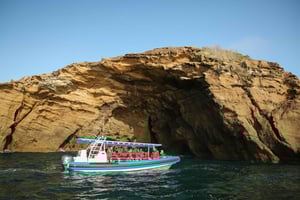 Coastal 2.5-hour Adventure Boat Tour from Newcastle