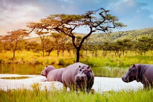 Passeio de um dia ao Parque Nacional de Akagera com almoço
