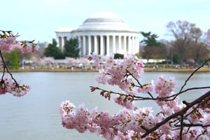 DC Cherry Blossom & Monuments Tour with Seasonal Boat Cruise