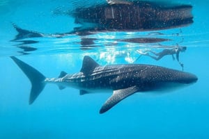 Dhigurah: tour de esnórquel con tiburones ballena y mantarrayas