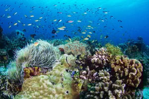 Dumaguete: Excursão de mergulho com snorkel e caminhada na Ilha Apo