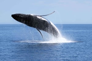Dunsborough: Whale Watching Tour