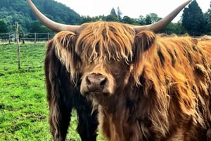 Tour particular em Edimburgo