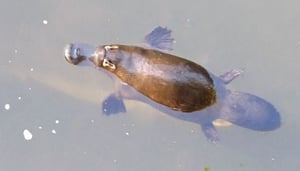 Eungella National Park