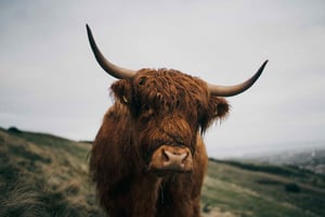 Desde Edimburgo: Excursión de un día a las Tierras Altas de Escocia