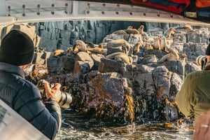 Из Хобарта/Бэй Эдвенчер: Круиз по дикой природе острова Бруни