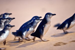 From Melbourne: Phillip Island Penguin Parade Eco Tour