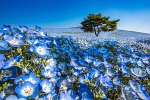 Depuis Tokyo : Hitachi Seaside Park, Sea Torii et Grand Bouddha