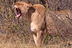 From Victoria Falls: Hwange National Park Day Trip & Safari