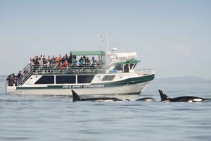 From Victoria: Whale Watching Trip on Covered Boat