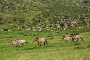 Gandan-klooster en Hustai Nationaal Park - all-inclusive tour