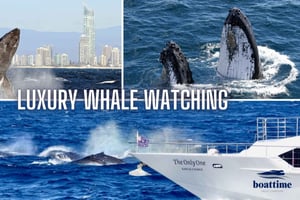 Gold Coast: Tour di lusso per l'avvistamento delle balene su un superyacht