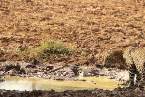 Hikkaduwa/Unawatuna/Weligama/Mirissa - Yala Safari ja Ellaa