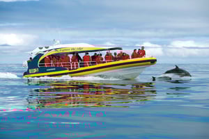 Hobart: Bruny Island Wilderness Coast Eco Cruise z lunchem