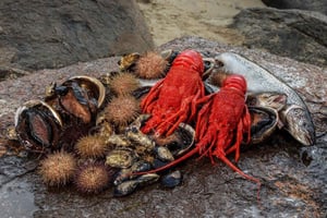 Hobart: Tasmania Gourmet Seafood Cruise - kokopäiväristeily