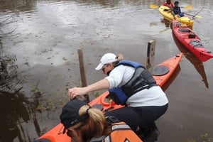Foresta di cipressi allagata del lago Charlotte | Tour Eco Wonderland