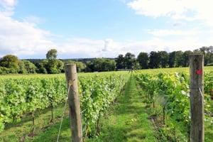 Londres: Ruta del Vino Inglés de un día con almuerzo