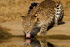 Lunugamvehera nasjonalpark (Yala Block 5 / 6) Villsafari