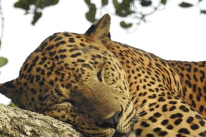 Safari por el Parque Nacional Lunugamwehera (Yala, bloque 5/6)