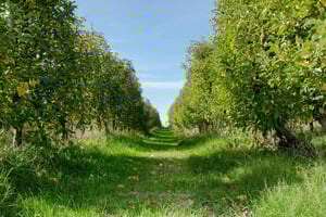 Montevidéu: Viagem de 1 dia ao pântano de La Macarena com almoço