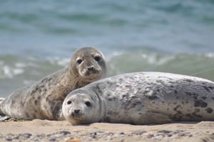Nordstrand: Seal watching on the Wadden Sea