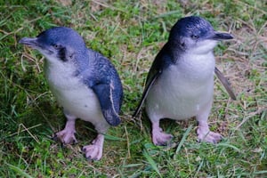 Cenário da Península de Otago e passeio com o pequeno pinguim azul
