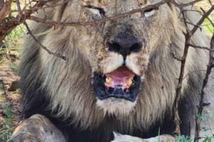 Pilanesberg: Game Drive med lunch - Bakubung Gate