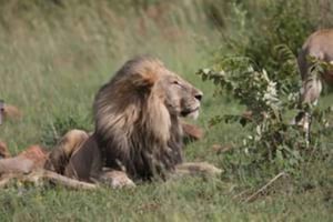 Pilanesberg: Game drive met lunch - Manyane Gate