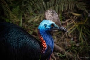 Port Douglas: Daintree Rainforest and Mossman Gorge Tour