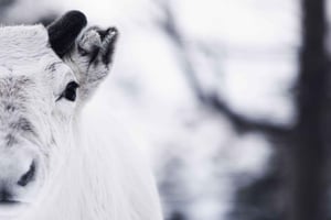 Mjuk snöskovandring och besök hos renflocken med lunch