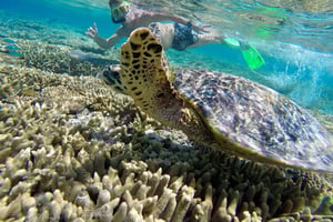 Cidade de 1770: Cruzeiro de um dia com mergulho com snorkel na Ilha Lady Musgrave