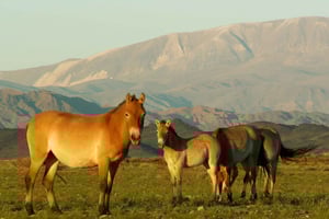 Ulan-Bator: Tour zum Nationalpark Chustajn Nuruu mit Mittagessen