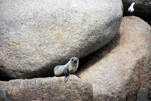 Victor Harbor: Hylkeen saaren risteily