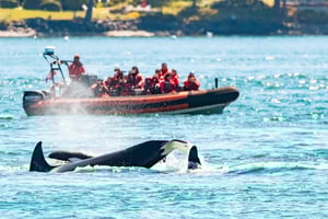 Victoria: 3-timmars valskådningstur med Zodiac