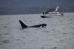 Victoria BC: 3 Hour Expedition Catamaran Whale Watching Tour
