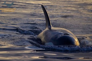 Victoria, BC: Sunset Whale Watching Tour