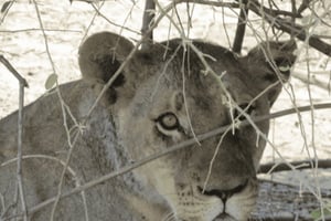Victoriafallen: Chobe National Park Dagsutflykt med lunch