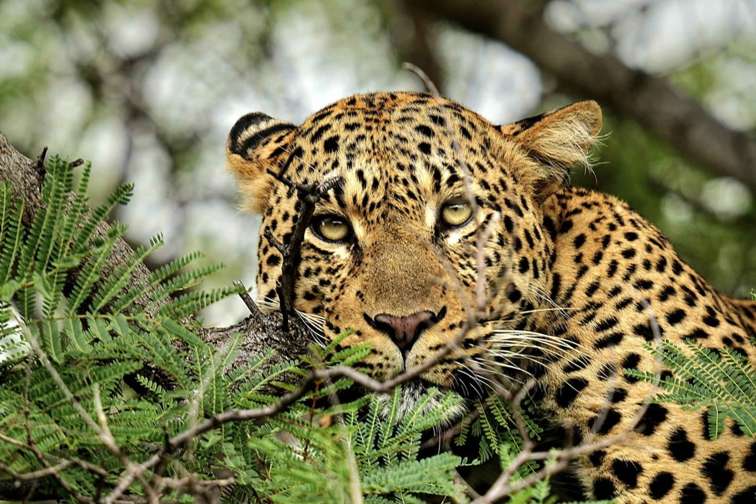 ビクトリアの滝クアドリポイントとチョベ日帰りツアー（昼食付