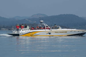 Victoria: Auringonlaskun valaiden katselukierros avoimella skarabeusveneellä