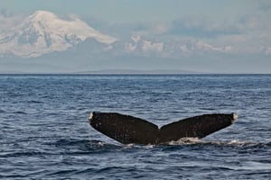 Victoria: Whale and Wildlife Semi-Covered Boating Tour
