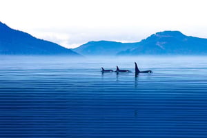 ビクトリア：冬の野生生物ツアー（ホットドリンク付き）