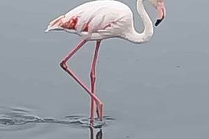 Walvis Bay: Pelican Point Zeehonden en Sandwich Haven Tour